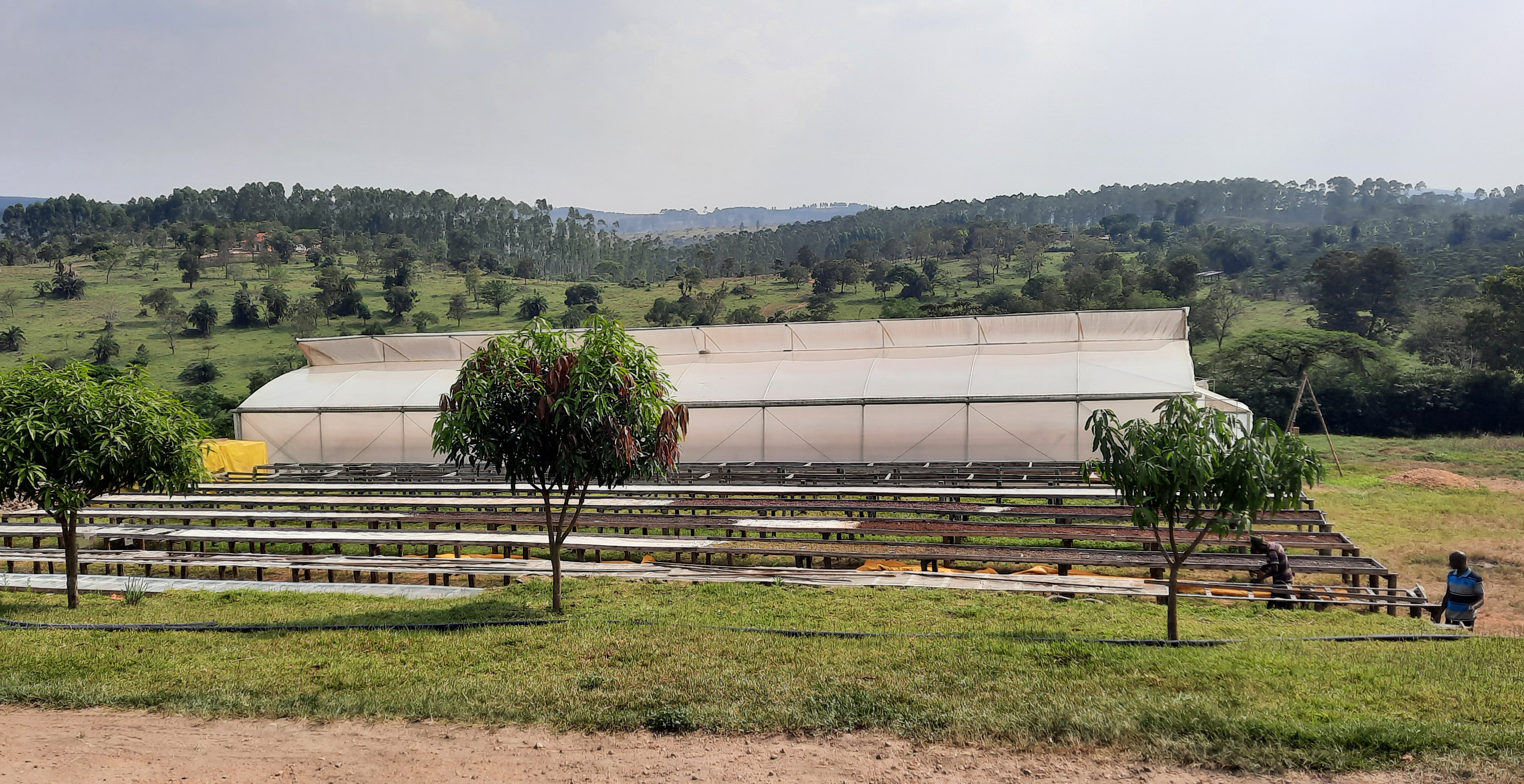Brand Coffee Farm Uganda